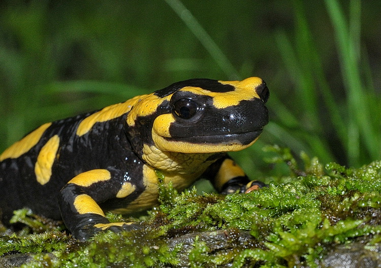 Salamandra salamandra - Salamandra pezzata